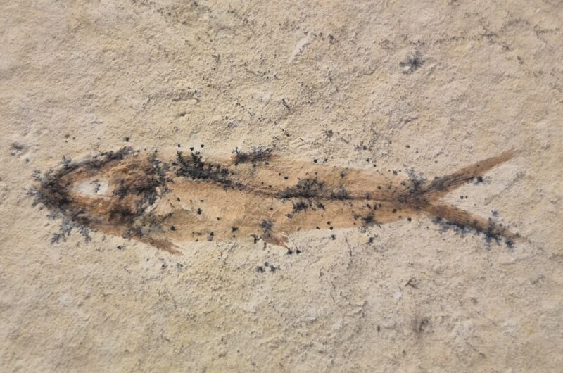 Knightia juvénile