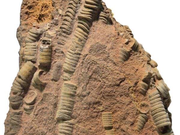 Scyphocrinus elegans Silurien