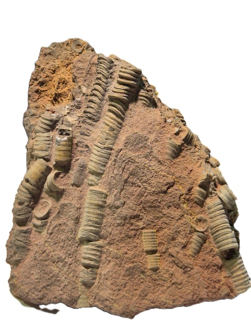 Scyphocrinus elegans Silurien