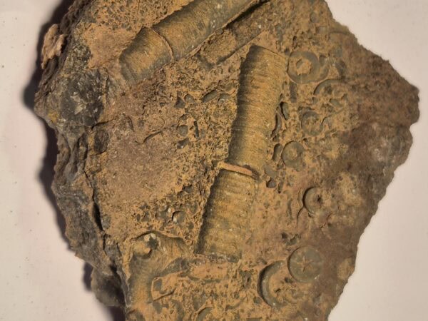 Scyphocrinus Silurien