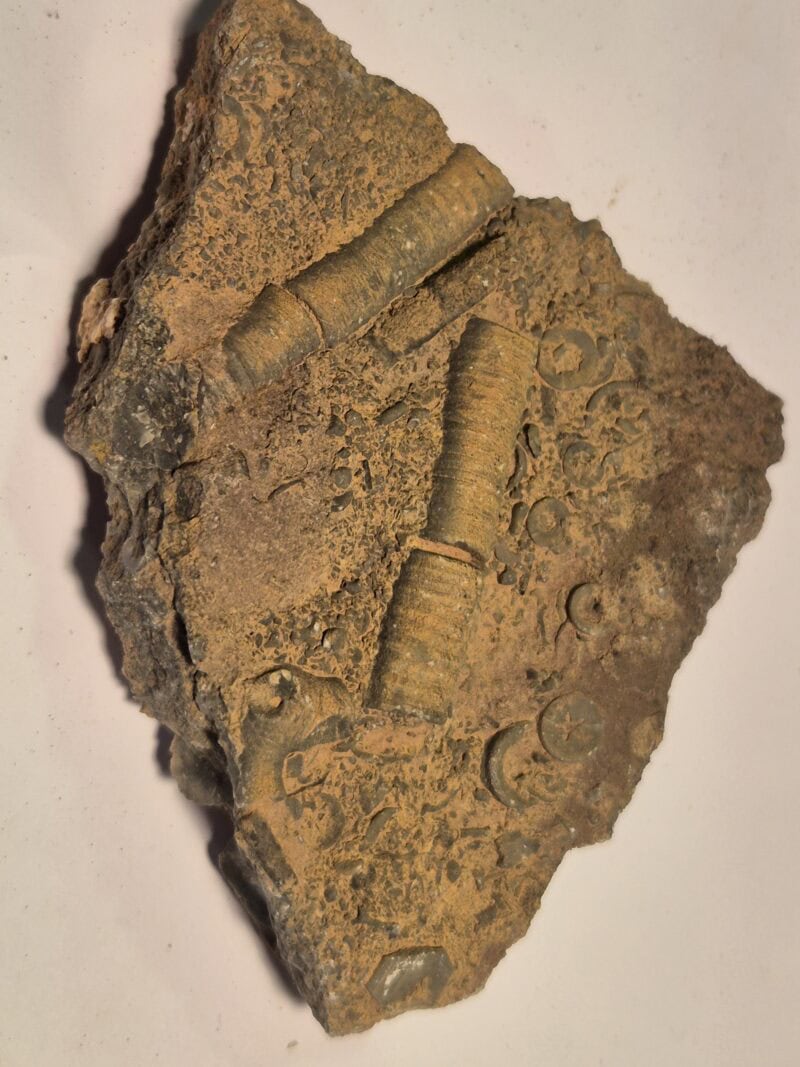 Scyphocrinus Silurien