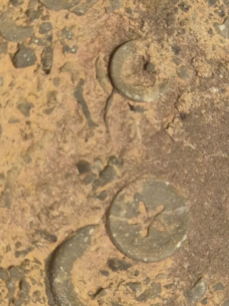 Scyphocrinus Silurien