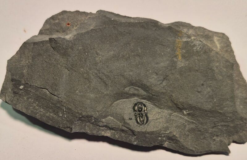 Peronopsis interstricta