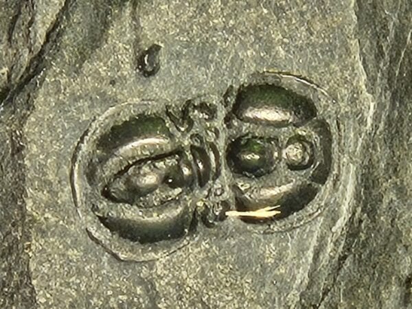 Peronopsis interstricta