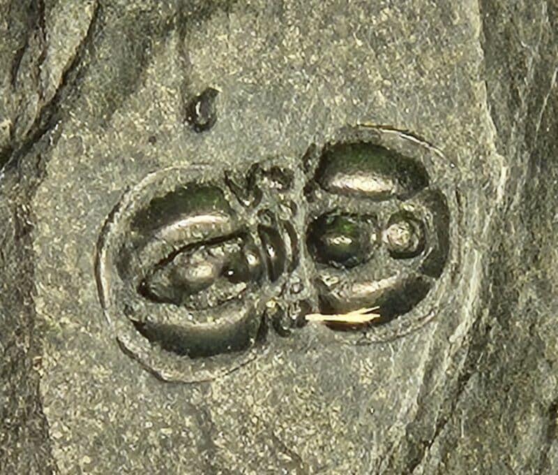 Peronopsis interstricta