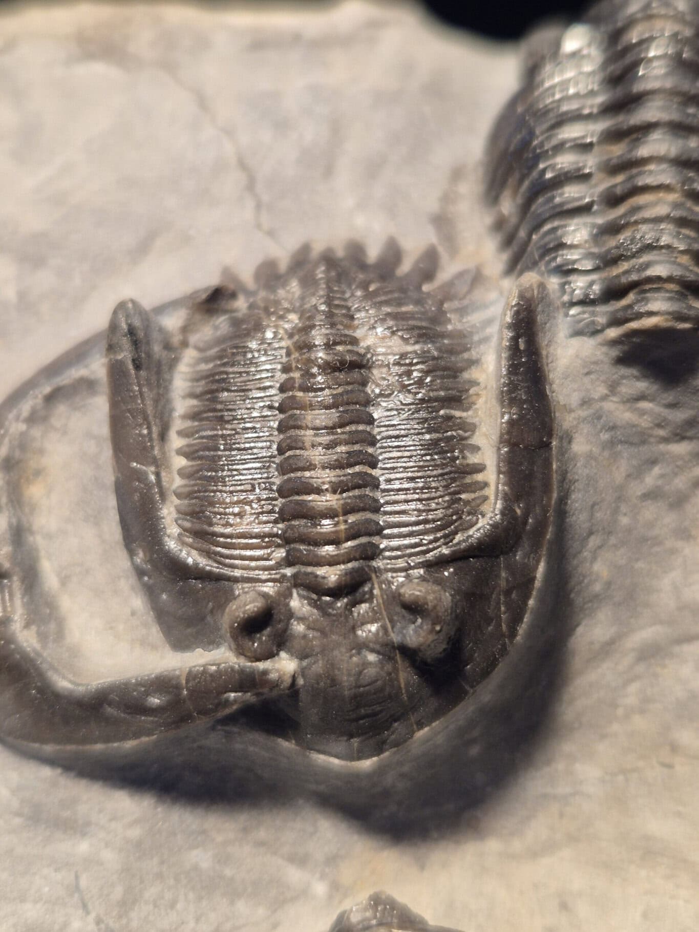 Mkrabina et Phacops – Image 2