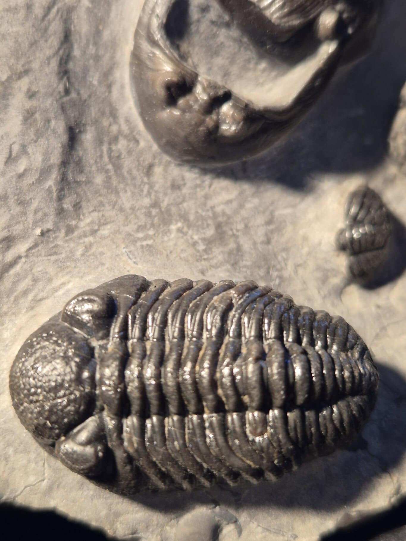 Mkrabina et Phacops – Image 3