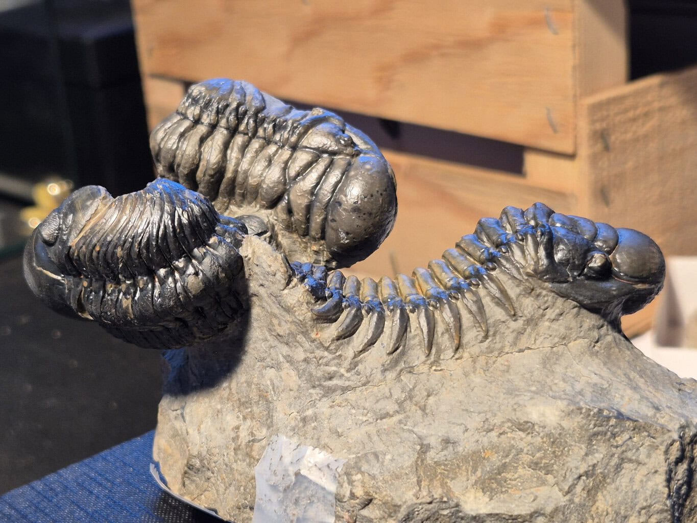 Crotalocephalus et reedoops