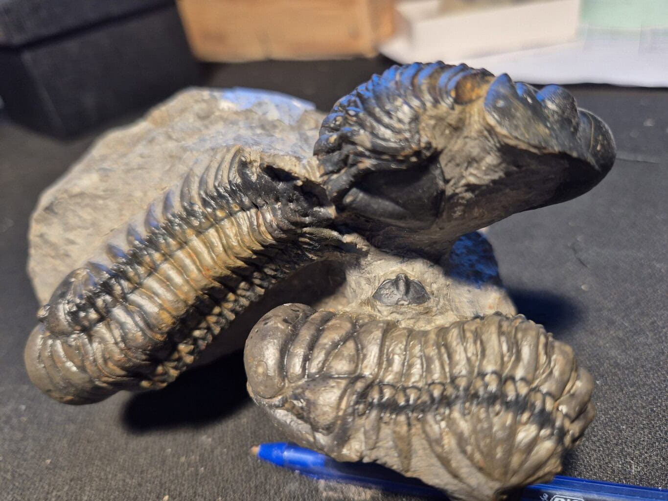 Crotalocephalus et reedoops