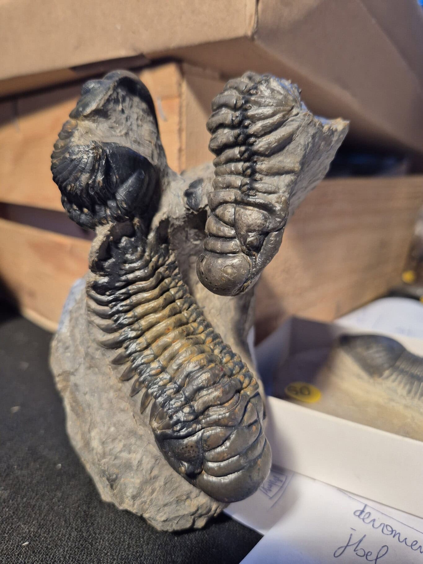 Crotalocephalus et reedoops