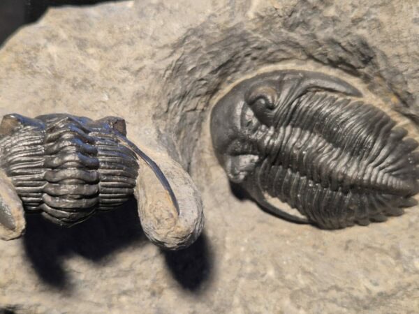 Hollardops de l'Emsien