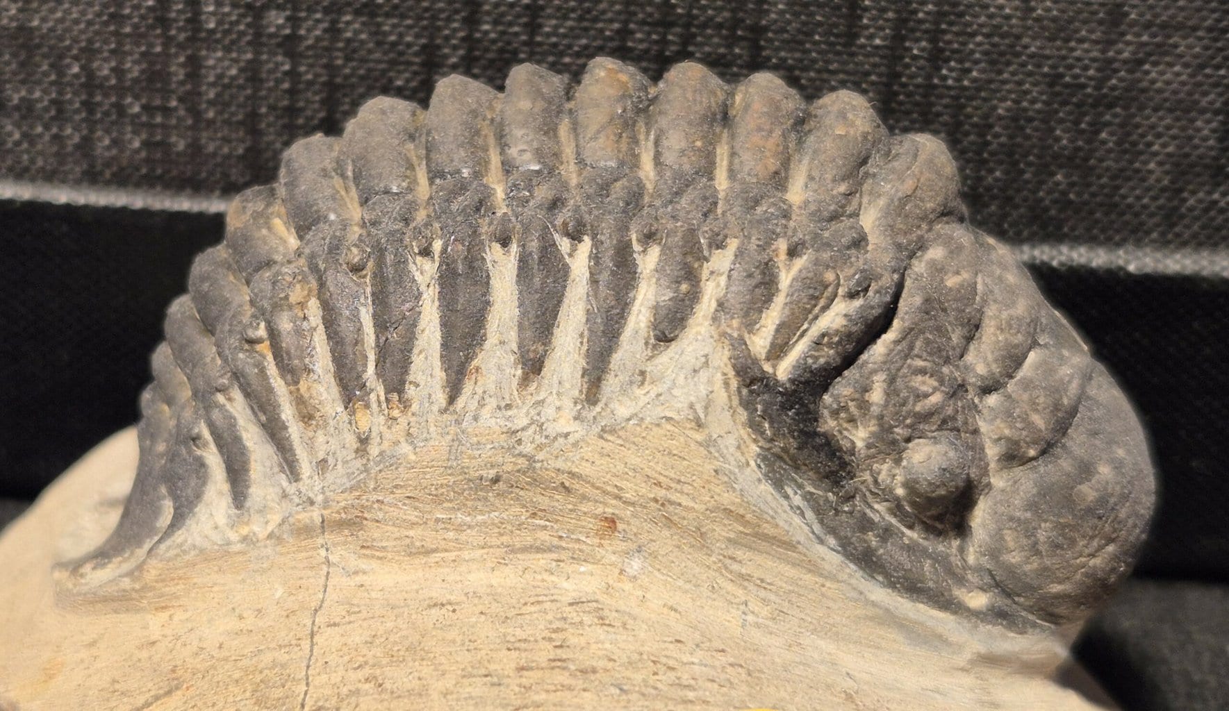 Crotalocephalus du Dévonien