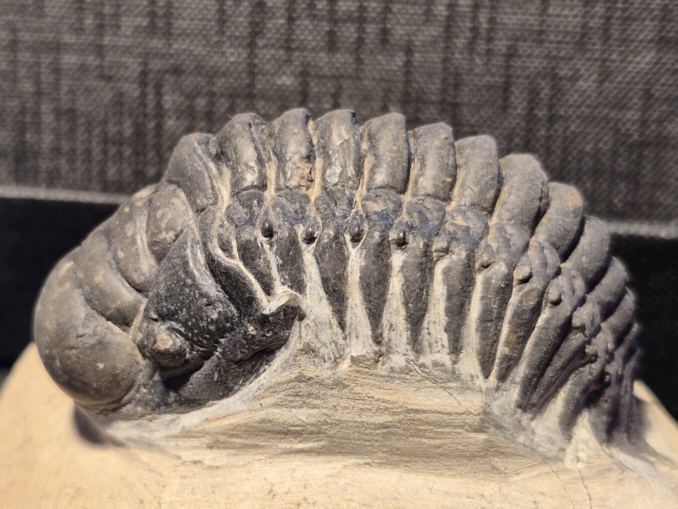 Crotalocephalus du Dévonien