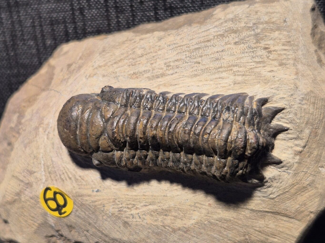 Cheirurus du Praguien