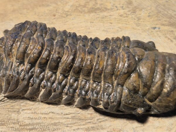 Cheirurus du Praguien