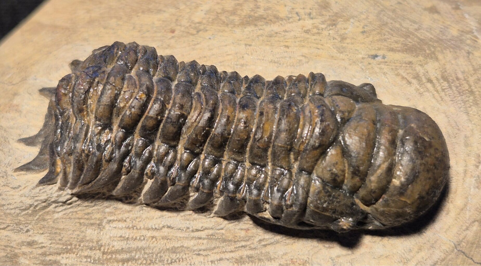 Cheirurus du Praguien