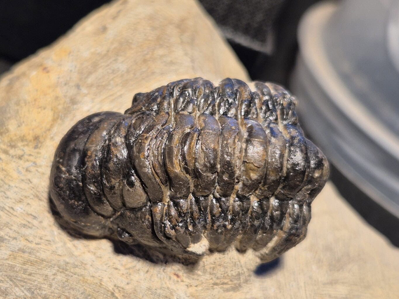 Crotalocephalus du Praguien