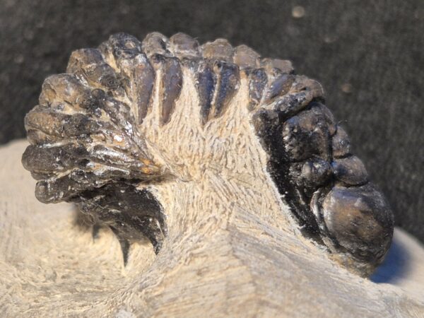 Crotalocephalus du Praguien