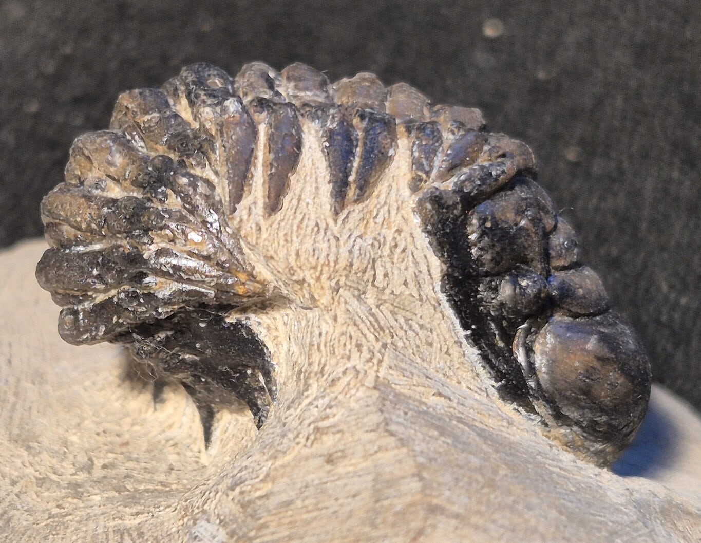 Crotalocephalus du Praguien