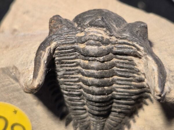 Hollardops de l'Emsien