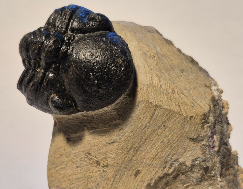 Reedops cephalotes