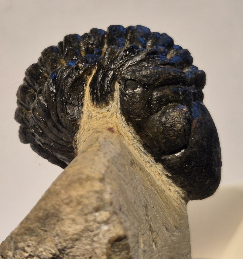 Reedops cephalotes