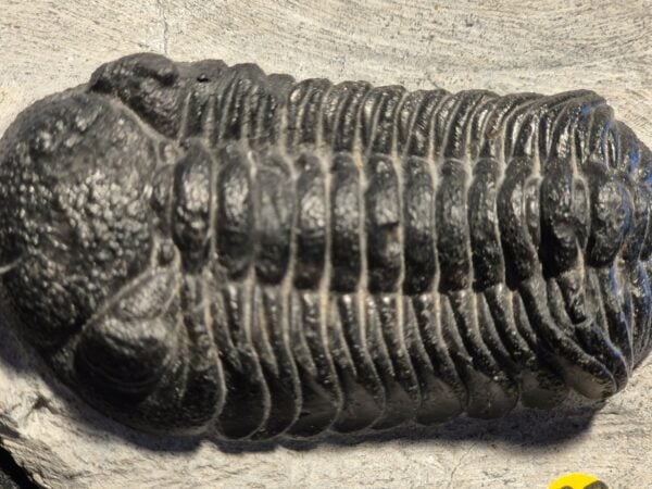 Phacops rana