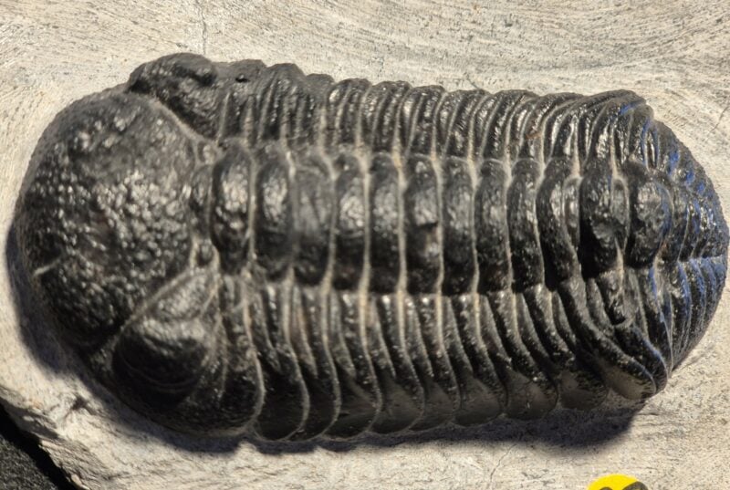 Phacops rana