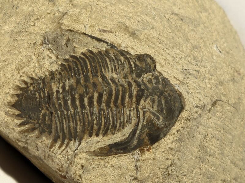 Asteropyge