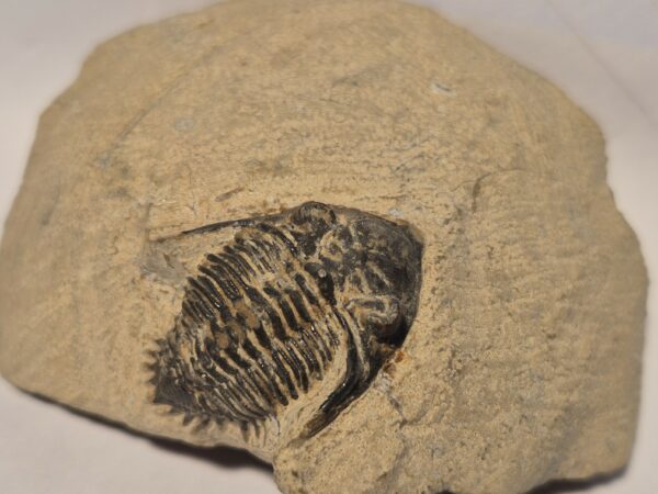 Asteropyge