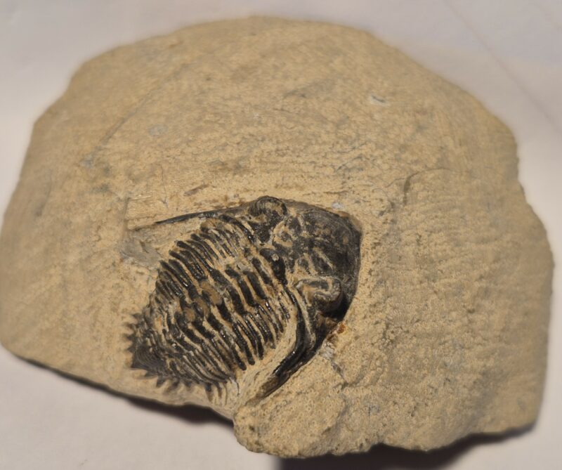 Asteropyge