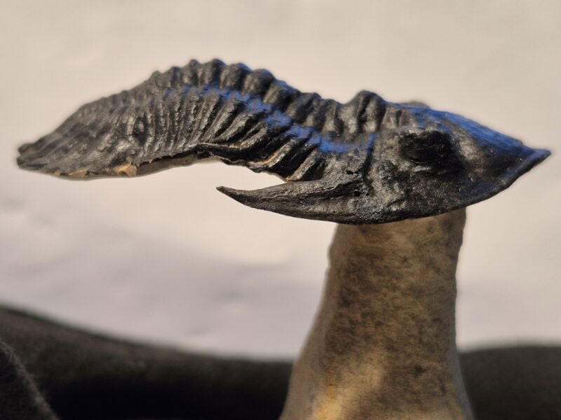 Metacantina
