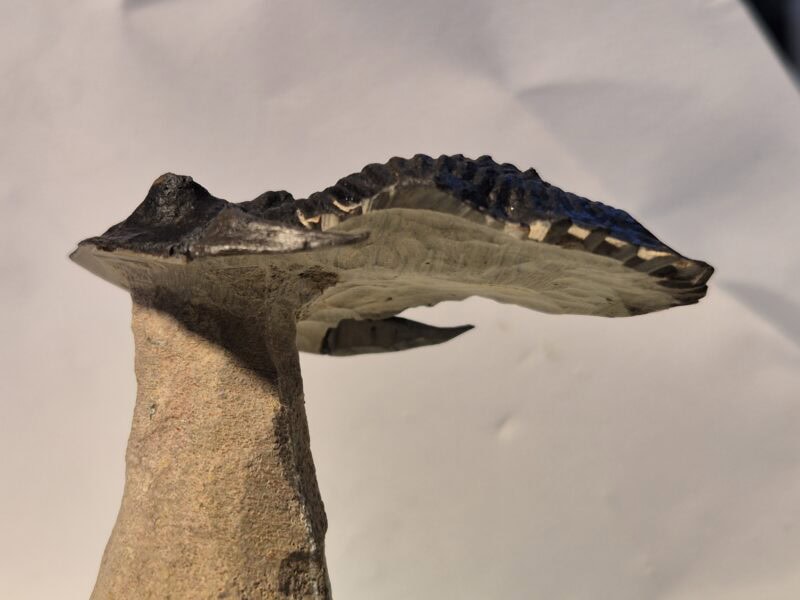 Metacantina – Image 3