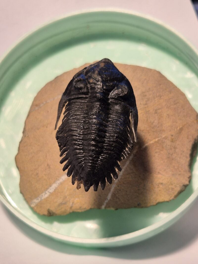 Metacantina