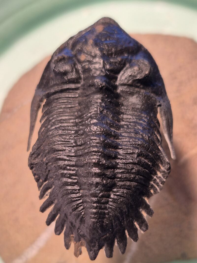Metacantina