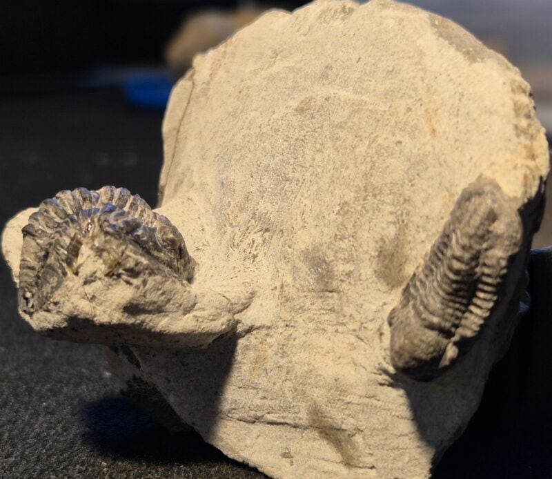 Emaeproetus et Gerastos