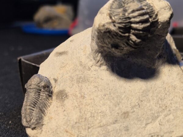 Emaeproetus et Gerastos