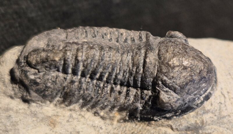 Emaeproetus et Gerastos