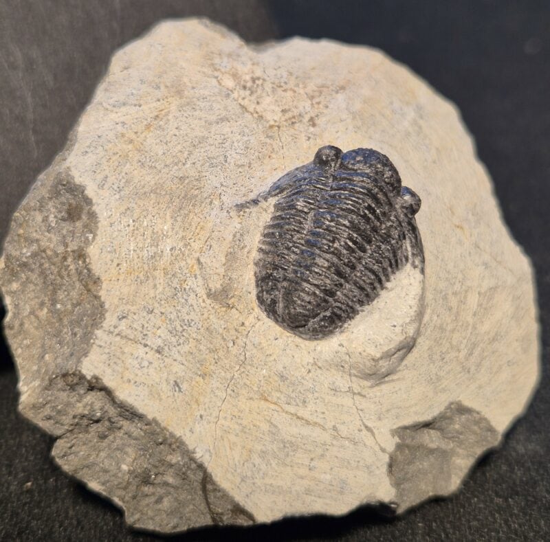 Gerastos