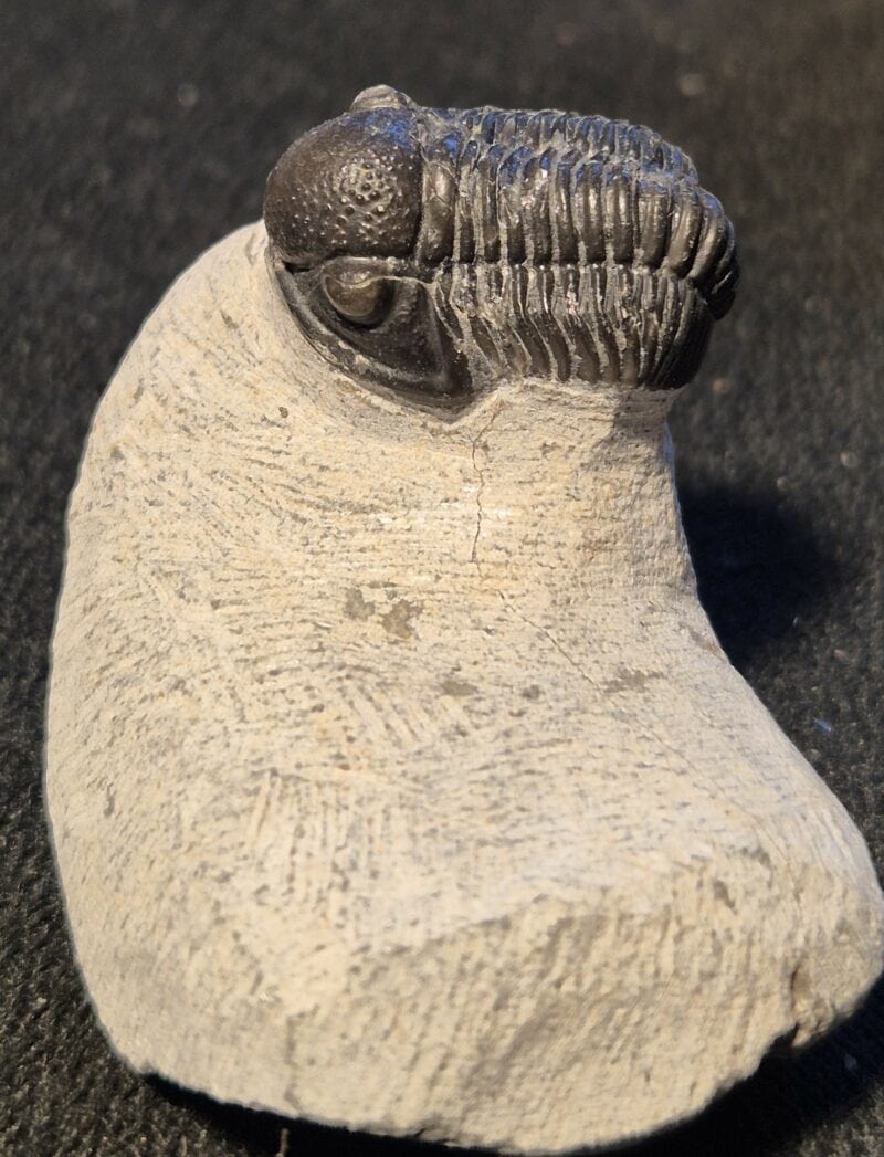 Gerastos sp