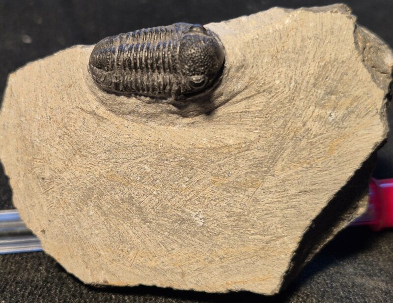 Gerastos marocensis