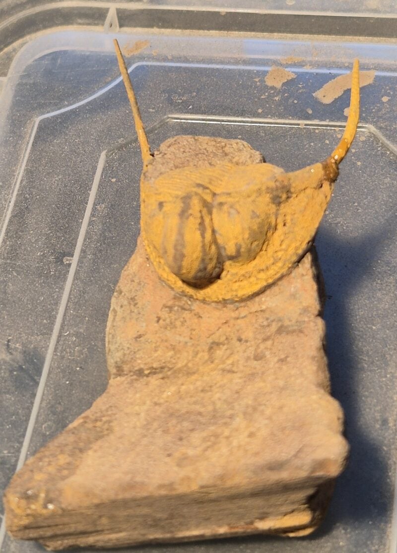 Trilobite aveugle