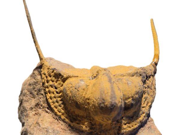 Trilobite aveugle