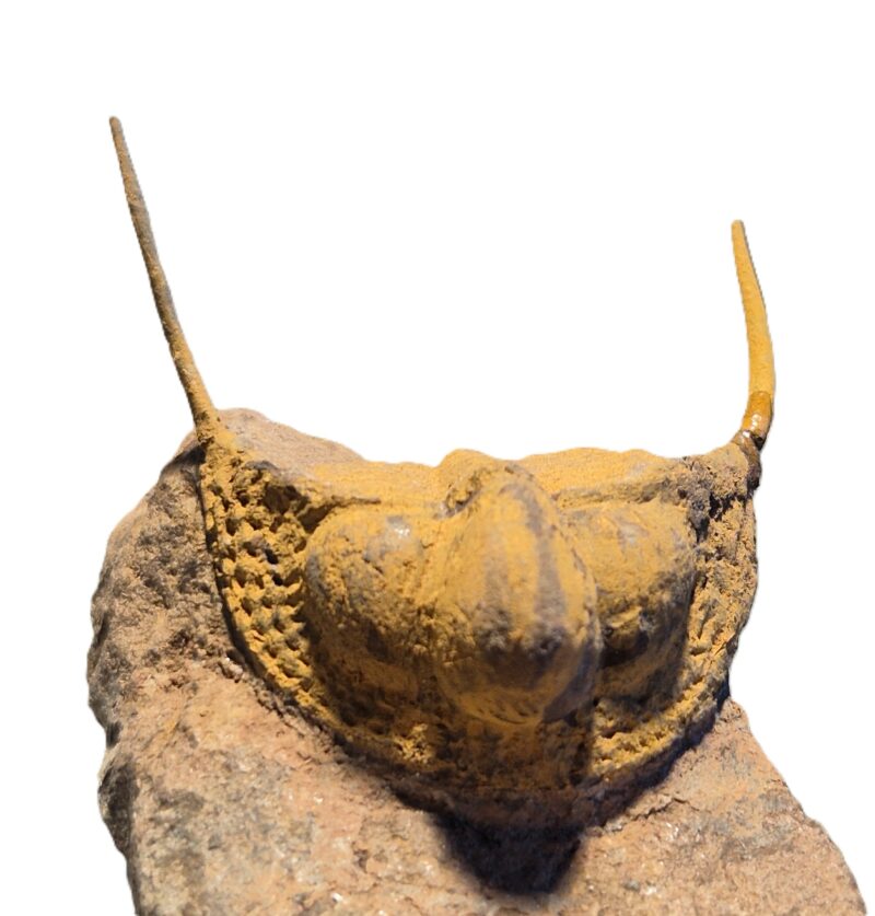 Trilobite aveugle