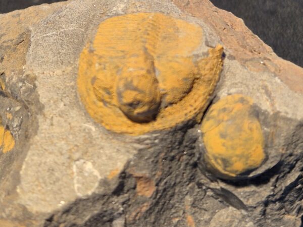 Cryptolithus trilobite aveugle