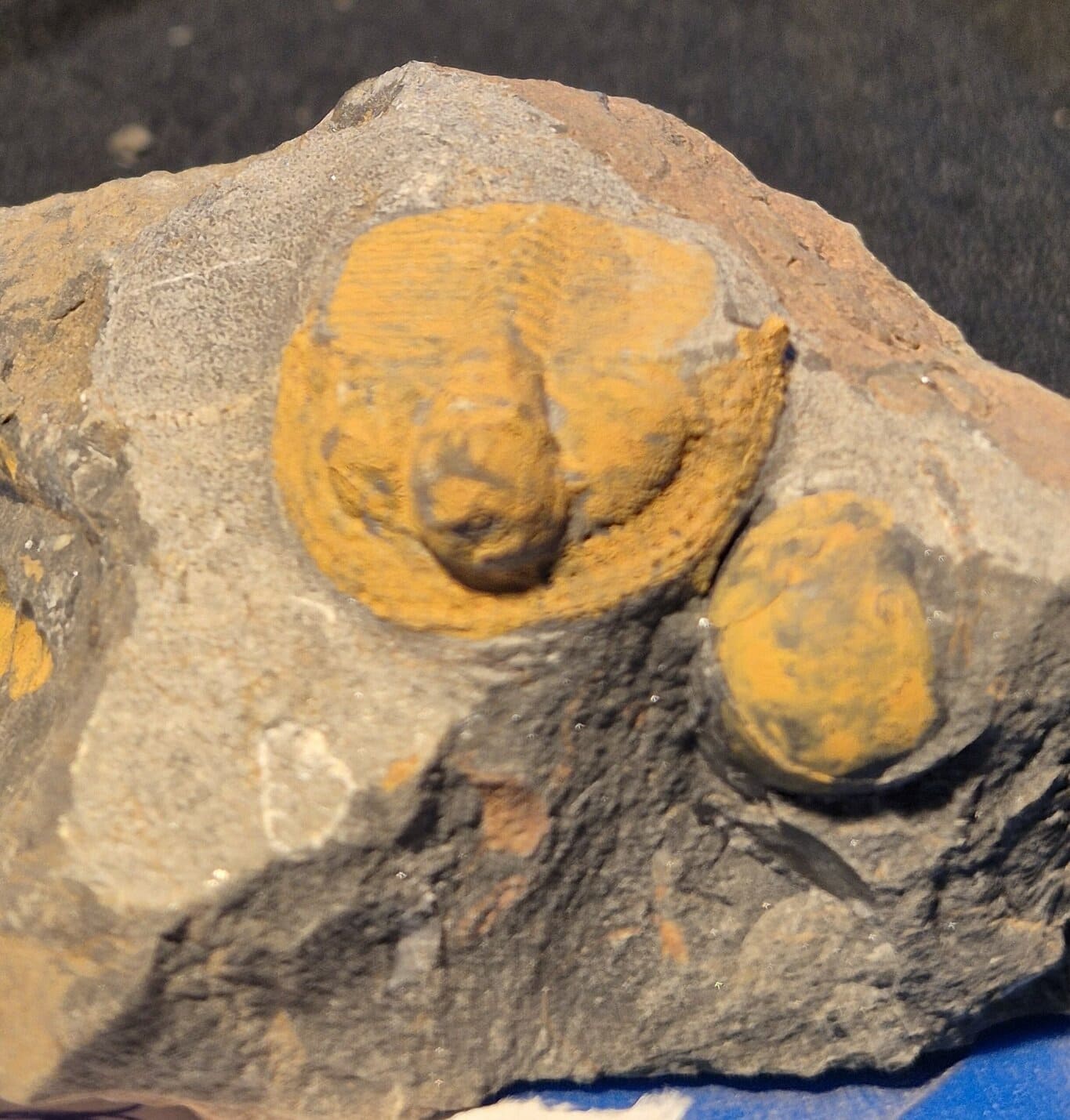 Cryptolithus trilobite aveugle