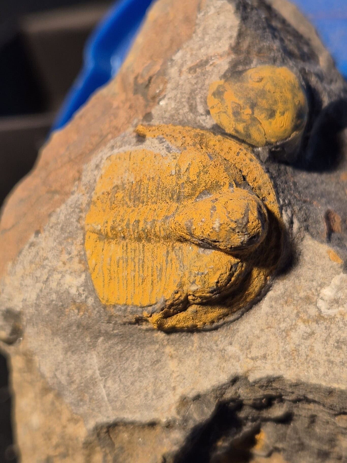 Cryptolithus trilobite aveugle