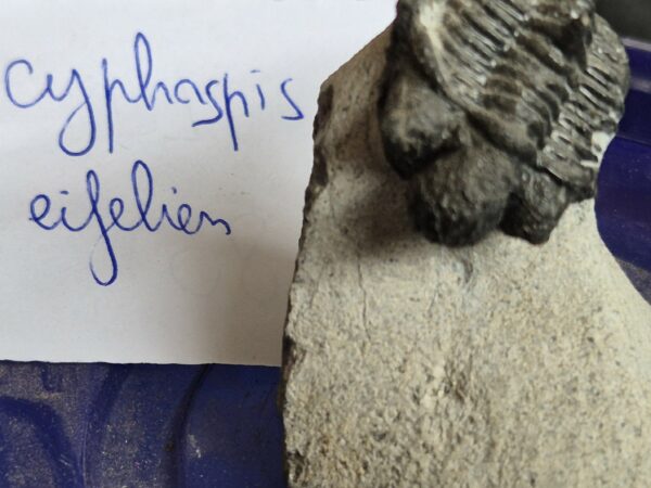 Trilobite Cyphaspis