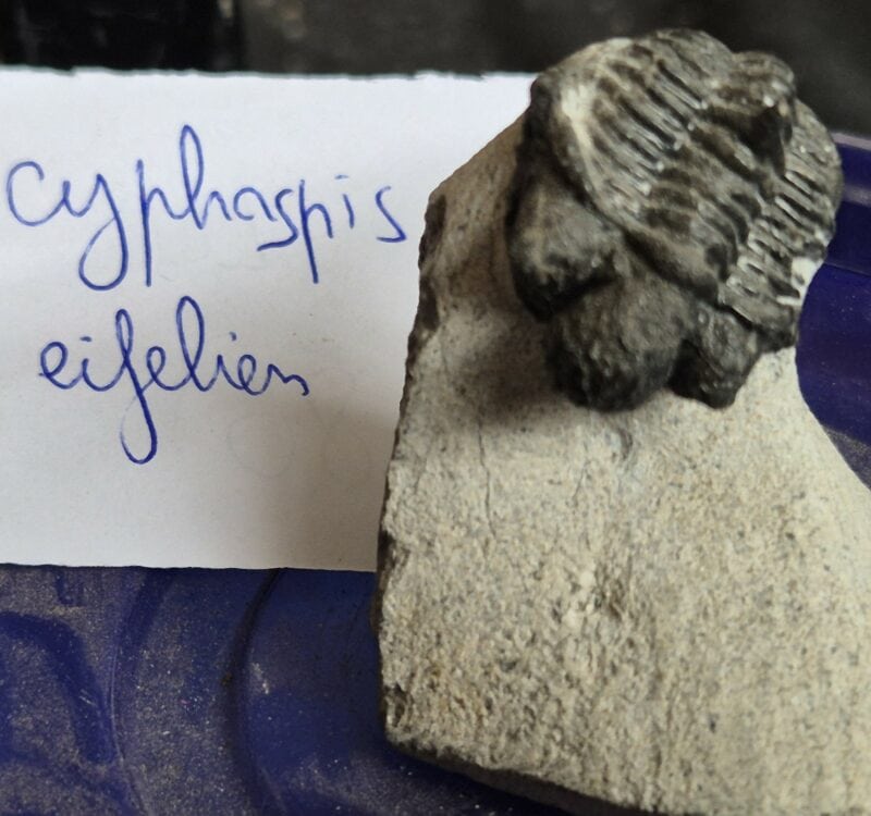 Trilobite Cyphaspis