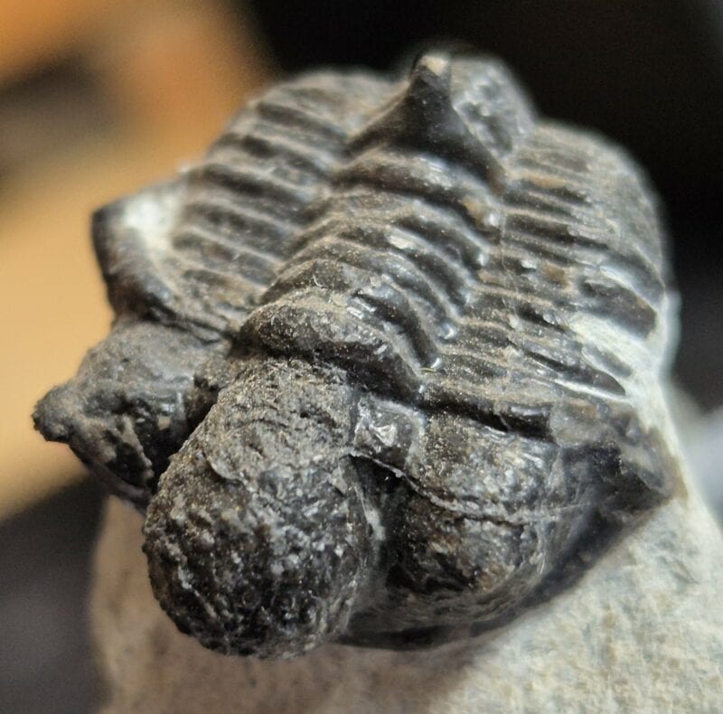 Trilobite Cyphaspis